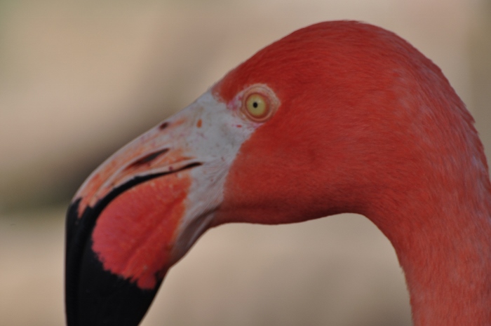 American flamingo